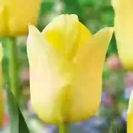 World Friendship